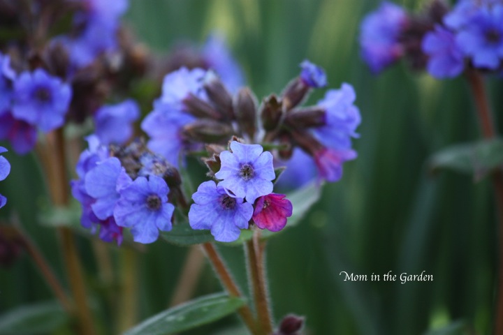 Pulmonaria