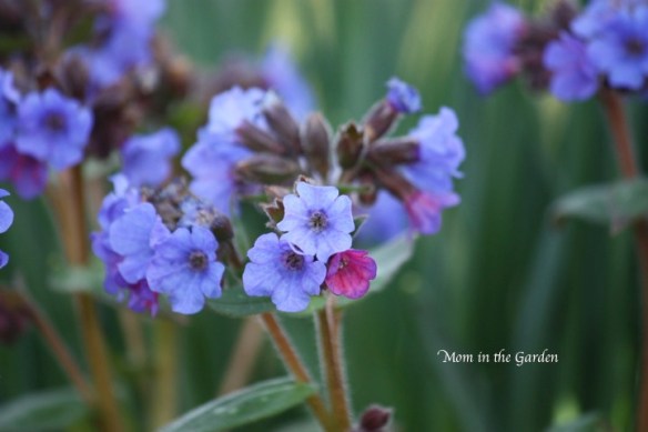 Pulmonaria