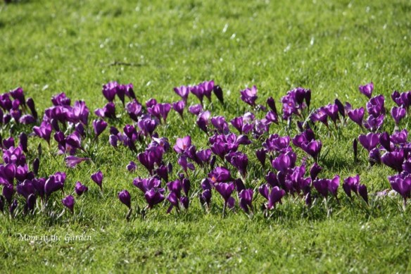 deep purple are my favorite