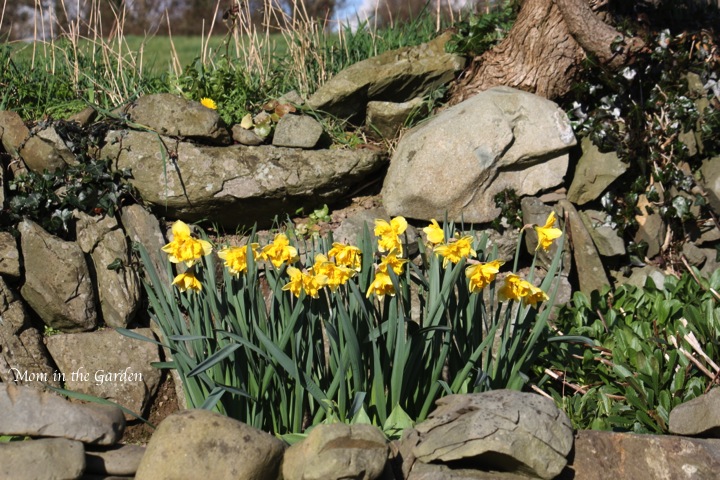 Narcissi blazing starlet in the ditch-wall garden