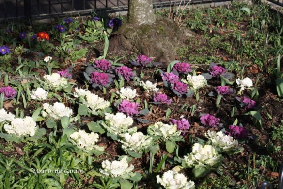 ornamental cabbage in the park