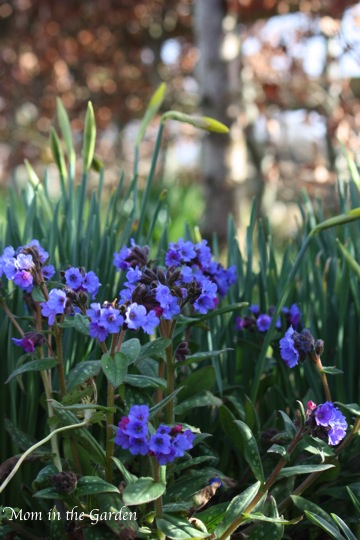 Pulmonaria with daffodils in the background