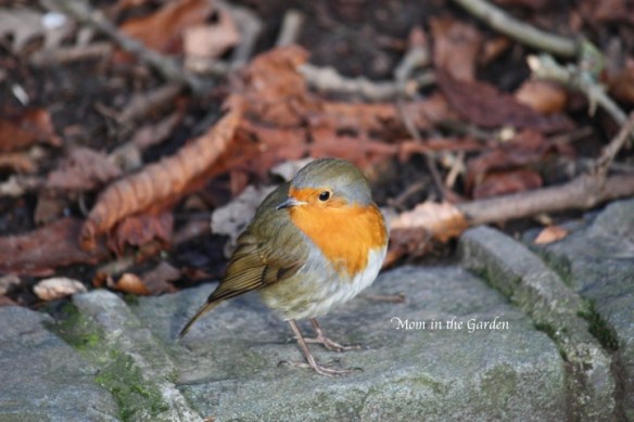 an Irish robin in the park