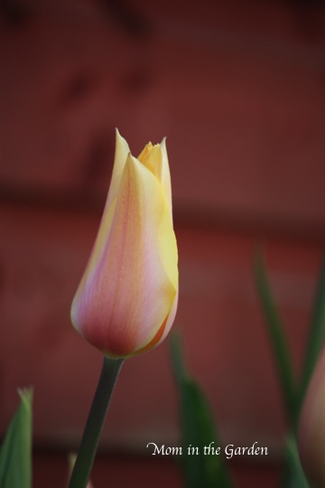 Blushing Lady tulip