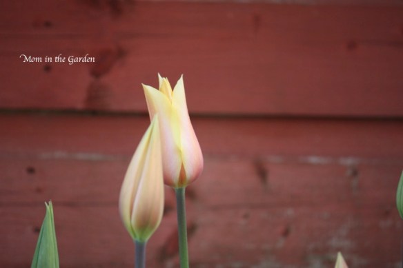 Blushing Lady tulip