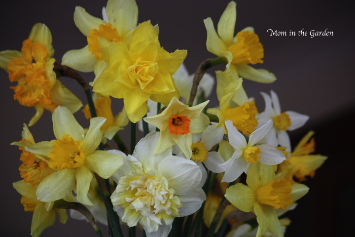 six different varieties