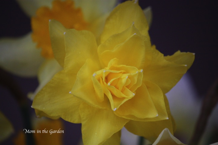 nameless daffodil