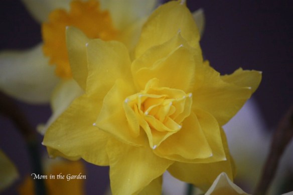 nameless daffodil