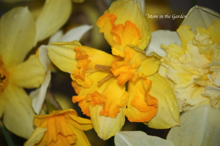Narcissi Blazing Starlet
