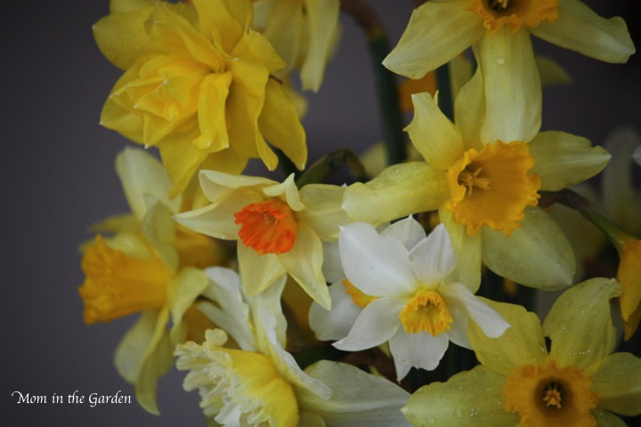 bouquet of daffodils (no flash)