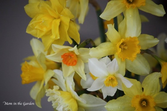 bouquet of daffodils (no flash)
