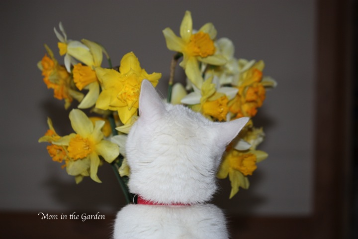 Kitty smells the flowers