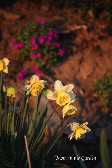 Ice King daffodils in April sunset