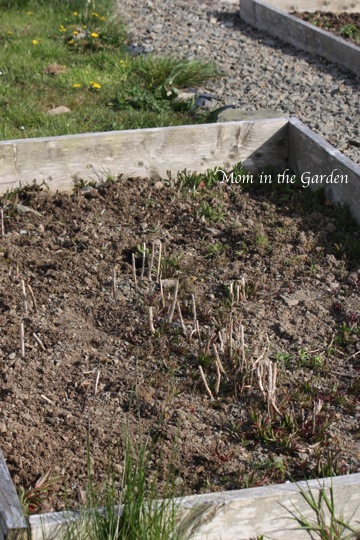 a not so perfect Asparagus bed