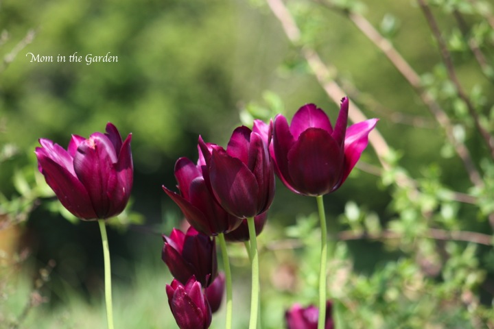 burgundy colored tulips (I am getting quite the collection of colors!)