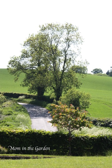 view in the garden toward one of our cherry trees