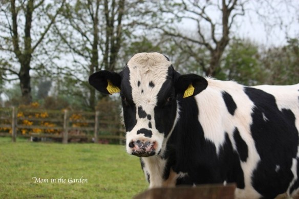 cow with gorse behind the fence
