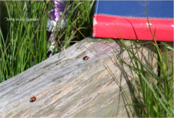ladybird / ladybug