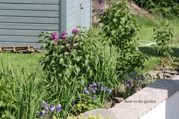 Same garden, but the pink hyacinth are replaced by purple flowers.