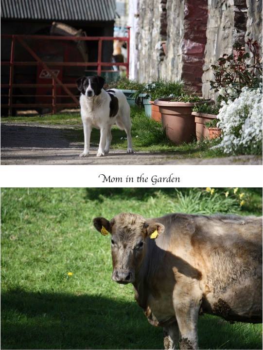 sure if you're gonna stop and take pictures you'd might as well say hello to the animals too! ;-)