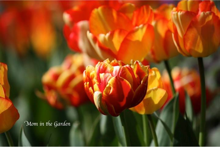 Flowers from my neighbor's roadside garden