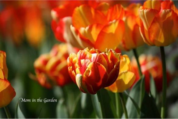 Flowers from my neighbor's roadside garden