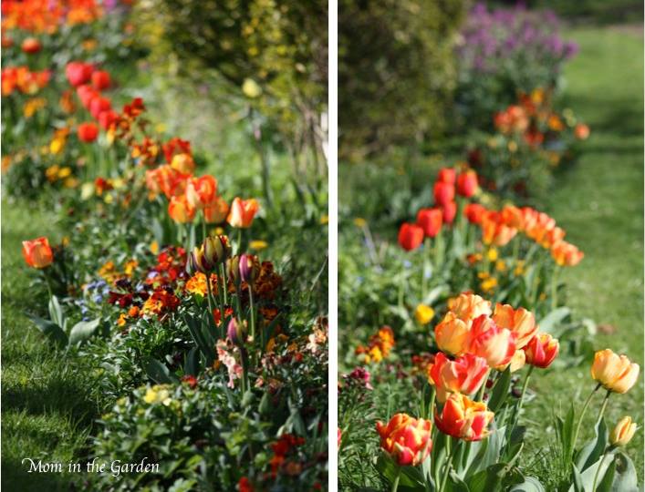Flowers from a roadside garden near my home