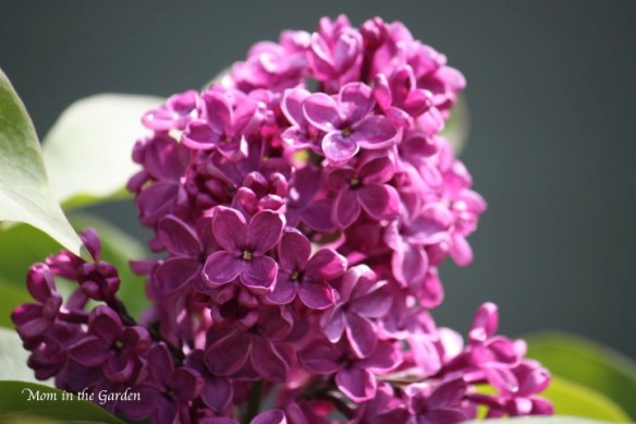 Syringa vulgaris 'Andenken an Ludwig Spath'