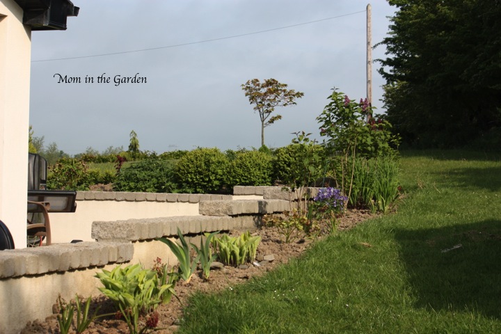 The bed has: hosta, bearded iris, hellebore, Dutch Iris, columbine, lilac