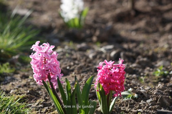 three colors to start off spring