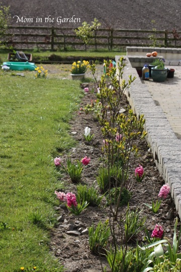 Raspberry Ice Fusion Hyacinth