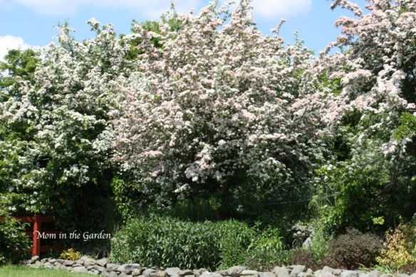 Hawthorn tree in full bloom