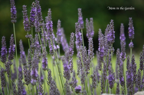 lavender in bloom