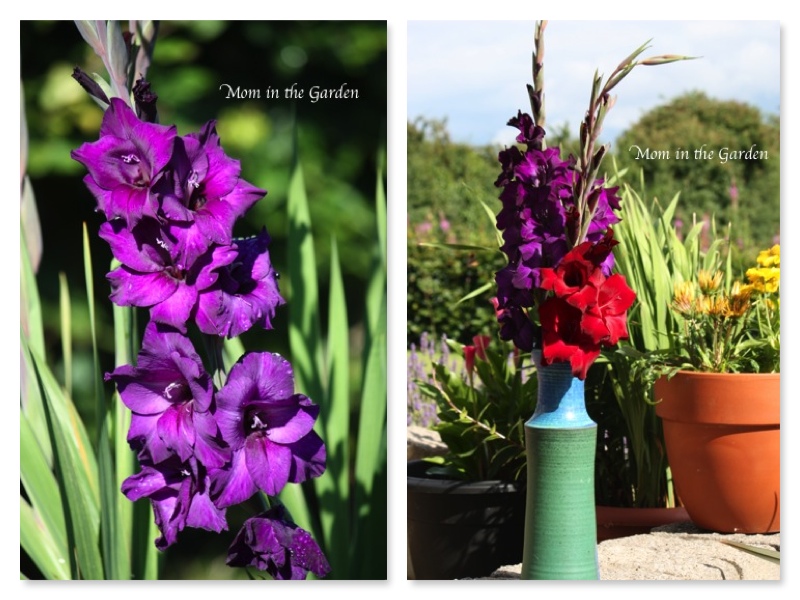cuttings from the garden