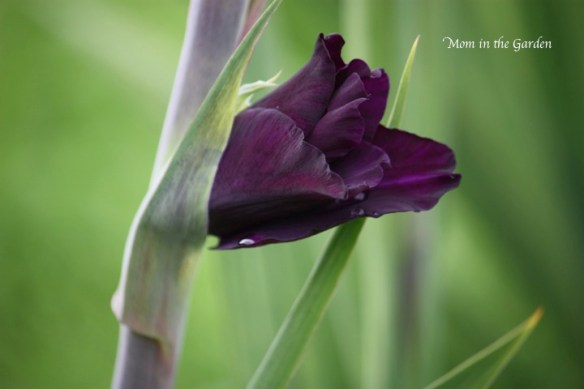 then came the first bloom