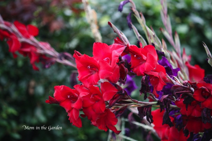 growing a bit sideways