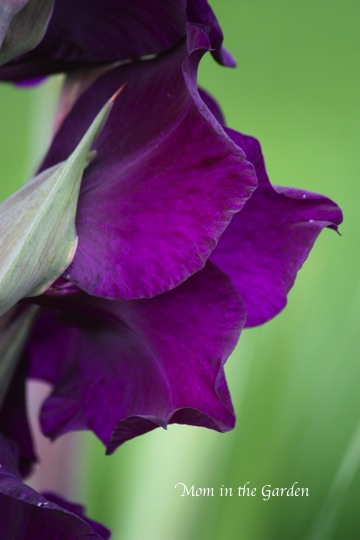 every stage of growth shows something new