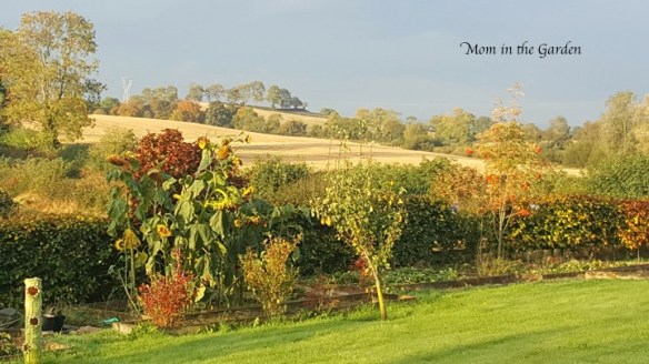 The garden with its fall color on