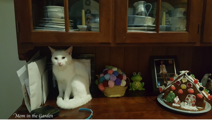 Kitty sitting on our hutch