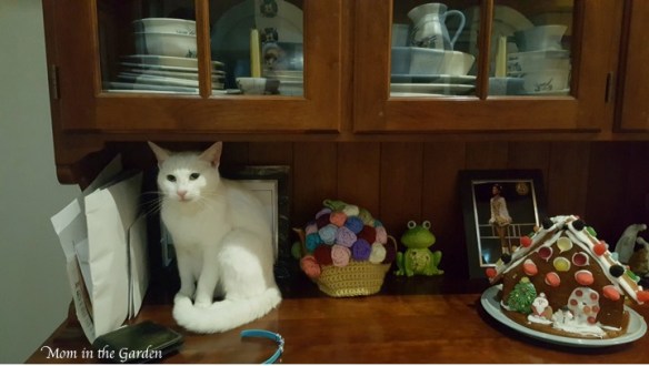 Kitty sitting on our hutch