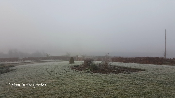 a frosty view of the garden in February