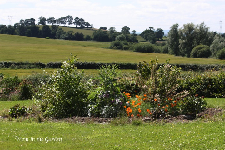 in full bloom in July with Philadelphus (Mock Orange), Globe Artichokes, Deutzia (scabra), peony, bergenia, potentilla, and various wild flowers