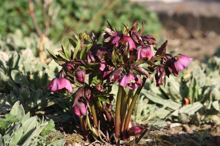 Hellebore 