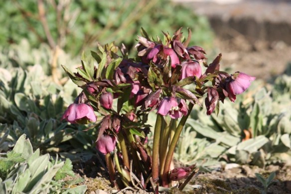Hellebore