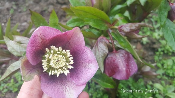 Hellebore