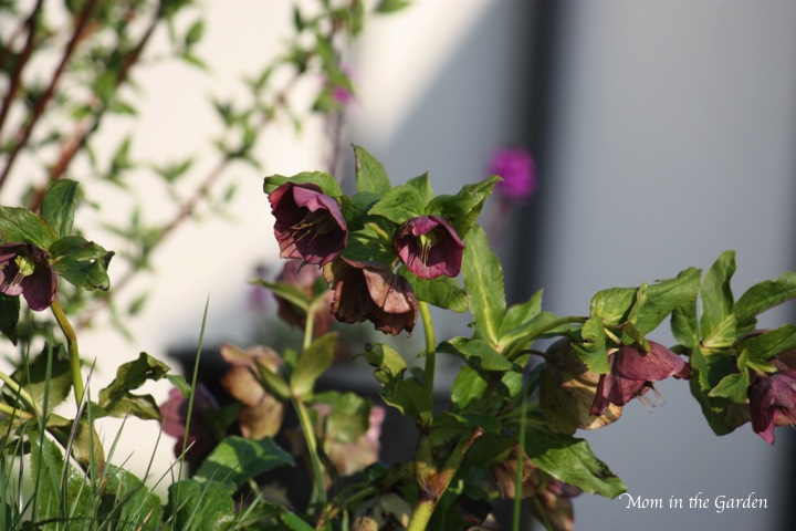 hellebore deep purple