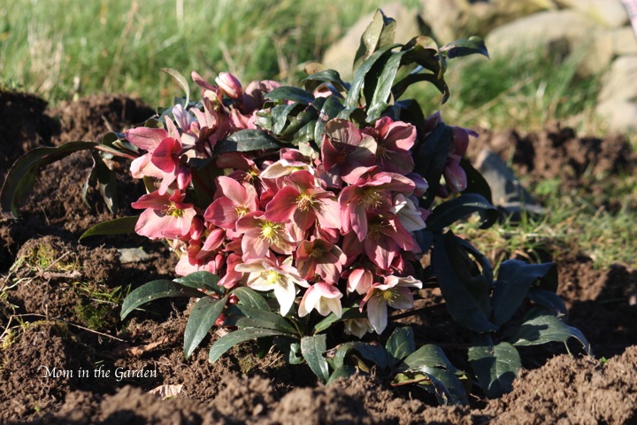 Hellebore Winter Sunshine