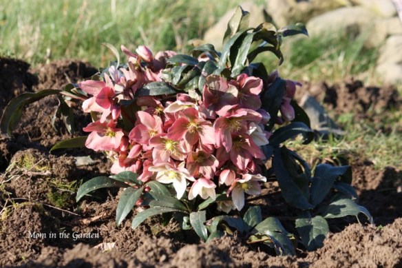 Hellebore Winter Sunshine