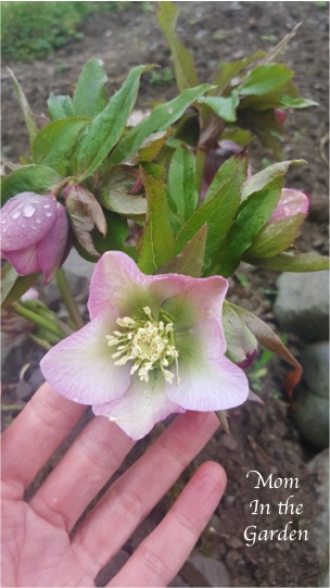 Hellebore 