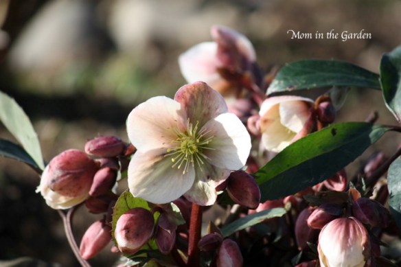 Hellebore